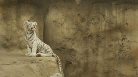 white tiger baby - special, beautiful, photoshop, camaflauge, white tiger baby, predator, jungle, tigers, animals