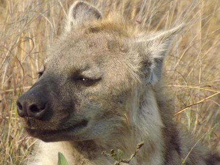 Kruger National Park Spotted Hyena Resting - Hyena, South Africa, Kruger, Kruger National Park, Spotted Hyena