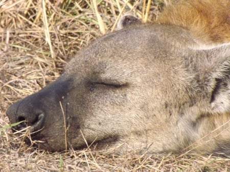 Kruger National Park Sleeping Spotted Hyena - spotted hyena, kruger national park, hyena, south africa, kruger, hyena sleeping, spotted hyena sleeping