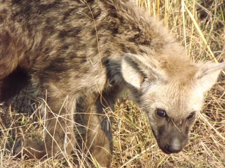 Kruger National Park Spotted Hyena Cub - spotted hyena, hyena pup, hyena, south africa, hyena cub, kruger, spotted hyena pup, kruger national park, spotted hyena cub