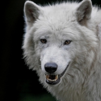 Arctic wolves