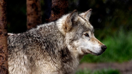 wolf - abstract, grey wolf, nature, wolf, majestic, canine, friendship