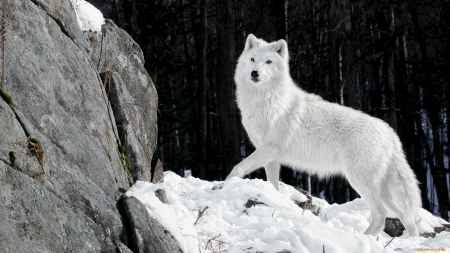 arctic wolf - wolf, nature, abstract, majestic, canine, friendship, arctic, grey wolf