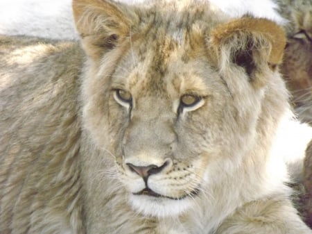 Lion and Rhino Park Adult African Lion - Lion and Rhino Park, Adult Lion, Adult African Lion, Lion, African Lion