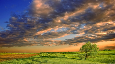 fields under beautiful sky - clouds, fields, grass, tree, sky