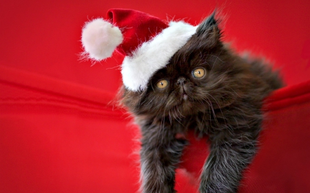 Truffles - hat, winter, rachael hale, cat, santa claus, christmas, white, animal, kitten, red, cute, truffles