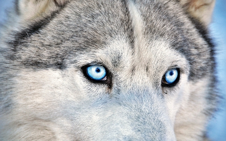 Siberian Husky with Blue Eyes - Dog, Animals, Blue, Eyes