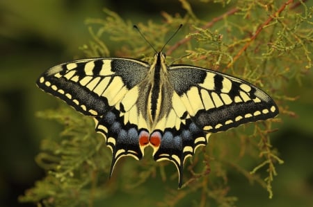 Butterfly - Butterfly, Animals, Tree, Colorful