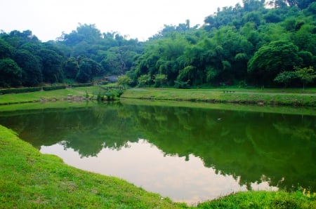 Green Lake - lake, grass, tree, green