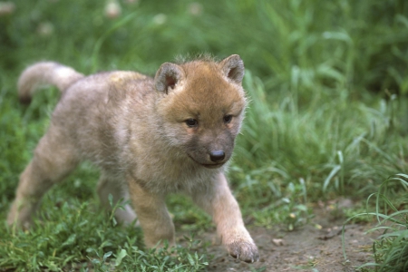 baby wolf walking - majestic, grey wolf, wolf, nature, abstract, baby wolf walking, canine, friendship, arctic