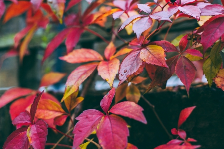 Lovely Autumn - fall, autumn, pink, red, beautiful, leaves