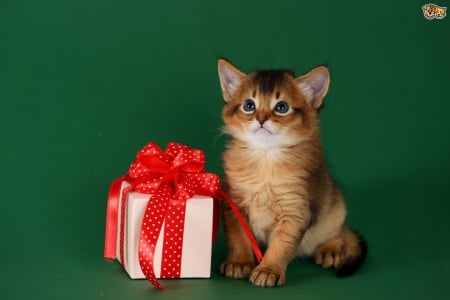 Happy Holidays!♥ - kitten, red, green, present, ribbon, adorable, polka dots, bow