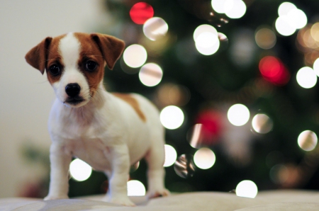 Happy Pets, Happy Holidays!♥ - tiny, christmas, lights, adorable, puppy, holidays