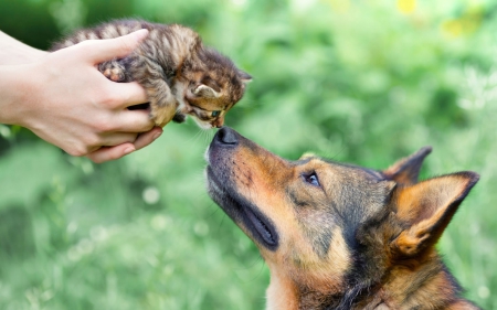 Friendly Kiss!♥♥ - pets, kitten, friendly, dog, together, friendship, adorable, kiss