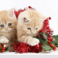 Christmas kittens