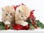 Christmas kittens