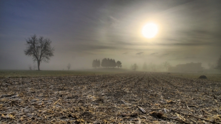 corn field in morning fog - fog, tree, field, sunrise