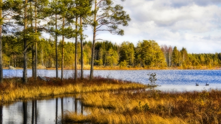 superb lake scape hdr - ducks, lake, trees, ripples, grass