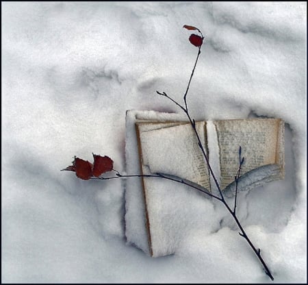 Book in a Snow - winter, nature, book, snow, still life