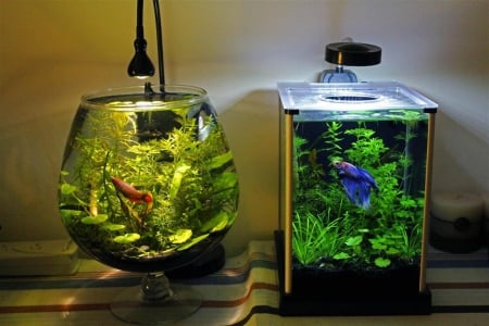 cool fishtanks - wallpaper, water, fish, cool fishtanks, art