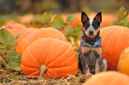 Dog - pretty, beautiful, dog face, puppies, lovely, playful dog, sweet, playful, dogs, cute, face, puppy, animals