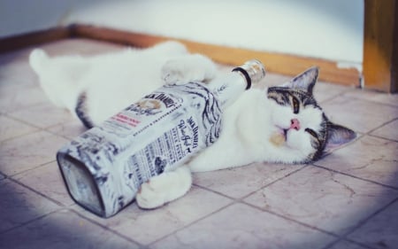 Drunken Cat - drunk, cat, jack daniels, bottle, whiskey