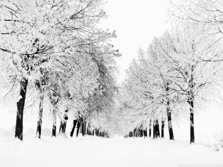 Winter Season - white, winter, nature, season, scenary, landscape, snow