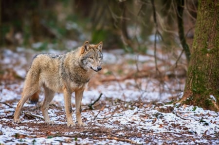 A wolf - abstract, grey wolf, nature, wolf, majestic, canine, friendship, arctic