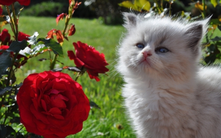 Cat - sleepy, cute, beautiful, cat, sleeping, kitty, cats, hat, cat face, paws, face, animals, pretty, beauty, sweet, kitten, lovely