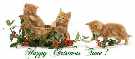 â™¥ Happy Christmas Time â™¥ - cats, kittens, animals, christmas