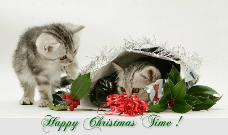 ♥ Happy Christmas Time ♥ - cats, kittens, Christmas, animals