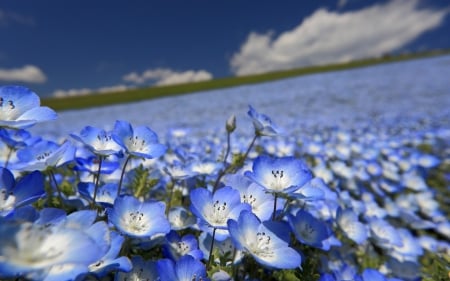 Blue field - cloud, summer, flower, field, blue, green