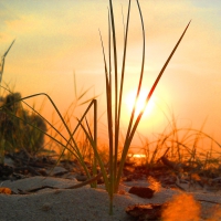 blades of grass in beach sand at sunrise