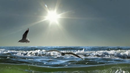 wonderful sea birds above ocean waves - sea, sun, birds, waves