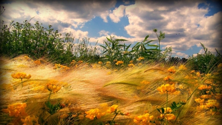 spectacular wheat stalks on a windy hillside - hill, wheat, clouds, flowers, wind