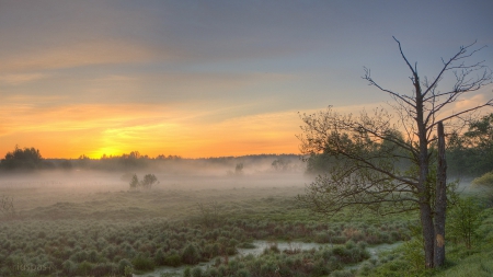 morning fog on beautiful wetlands - tree, fog, wetlands, sunrise