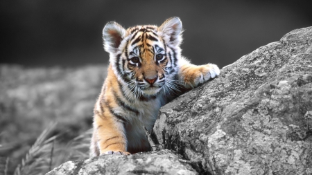 Tiger - animal, cub, nature, tiger