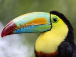 toucan