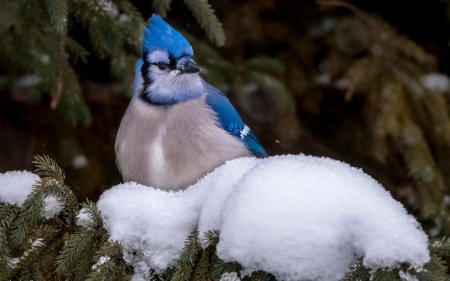 Blue jay - white, fir, snow, winter, green, tree, blue jay, bird