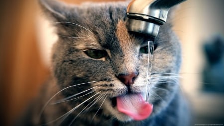 Cat Drinking Water - cats, people, animals, other