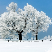 Winter Trees