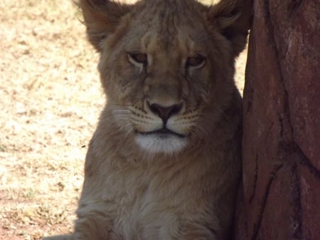 Lion and Rhino Park African Lioness Sat Against Wall - lion and rhino park, african lion, lion, african lioness, south africa, lioness