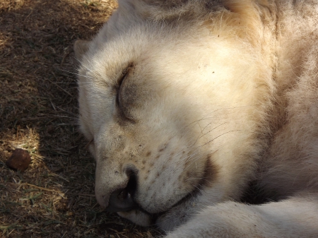 Rhino and Lion Park Sleeping White Lion Cub - lion cub, white lion cub, white cub, rhino and lion park, white lion