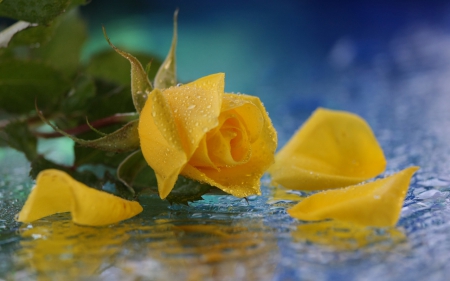 Still Life-yellow rose- - yellow, still life, rose, water