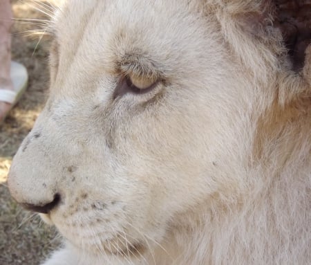 Rhino and Lion Park Close-up of White Lion Cub - Lion Cub, Rhino and Lion Park, White Lion, Lion, South Africa, White Lion Cub