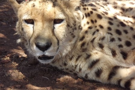 Rhino and Lion Park Eddie the Cheetah - South Africa, Rhino and Lion Park, Cheetah, Male Cheetah