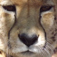 Rhino and Lion Park Eddie the Cheetah Close-up