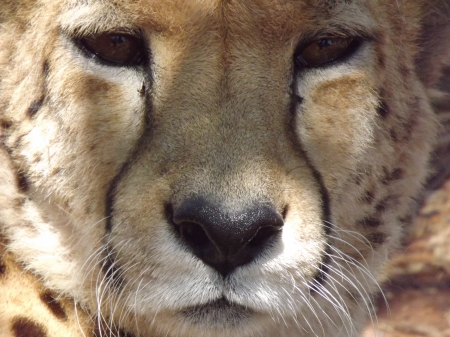 Rhino and Lion Park Eddie the Cheetah Close-up - male cheetah, cheetah closeup, cheetah close-up, south africa, cheetah, rhino and lion park