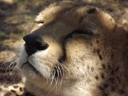 Rhino and Lion Park Eddie the Cheetah Enjoying Basking In the Sun - adult cheetah, south africa, cheetah, rhino and lion park