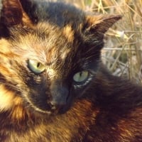 Beautiful Tortoiseshell Female Cat Resting in Grass